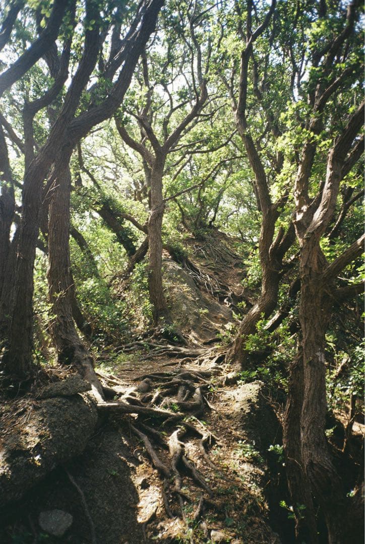 【撮影済み】Canon Autoboy Juno フィルムカメラ