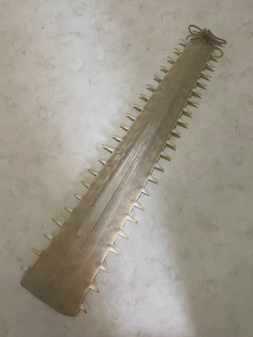 ノコギリエイ　歯　吻