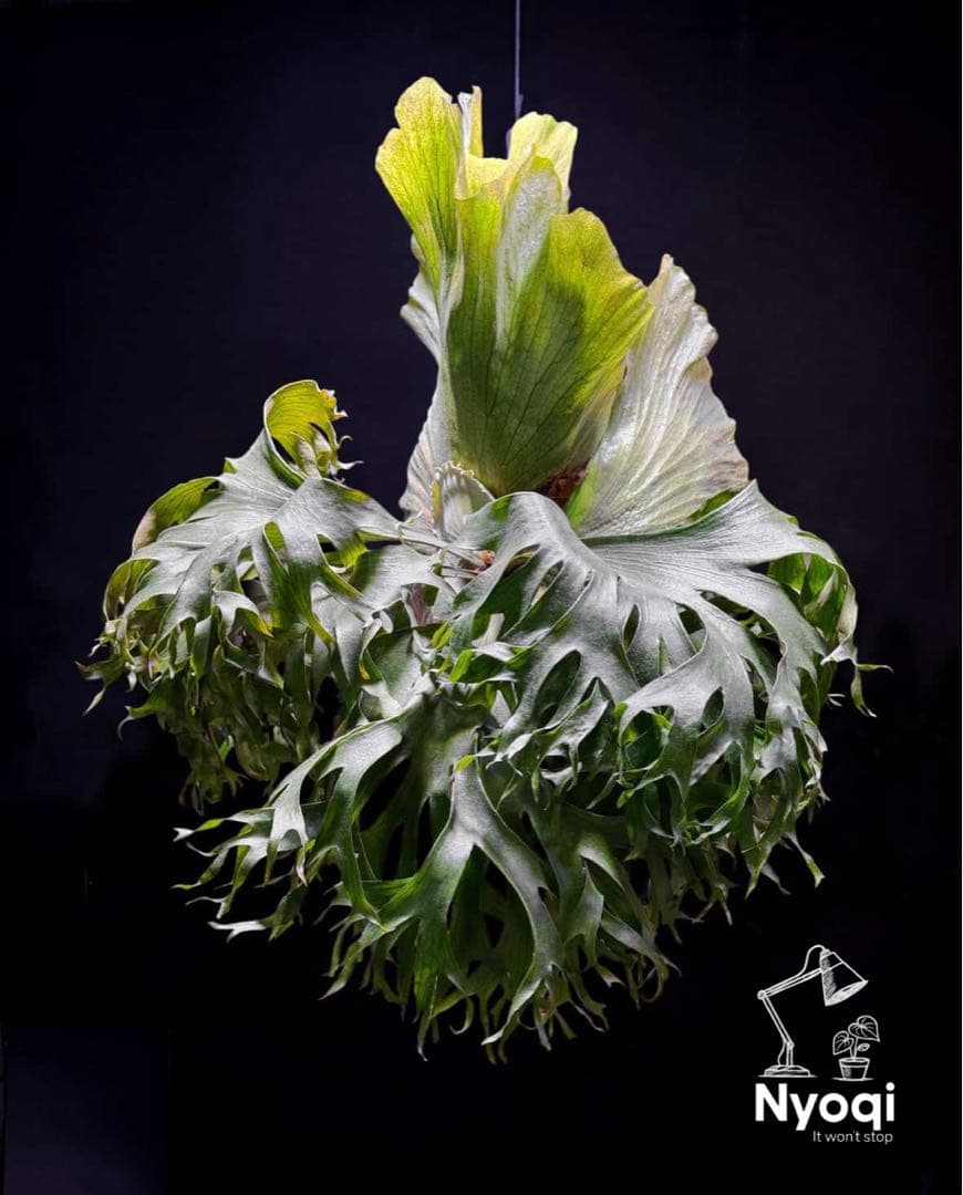 【特大】P. hillii×coronarium'Flamenco