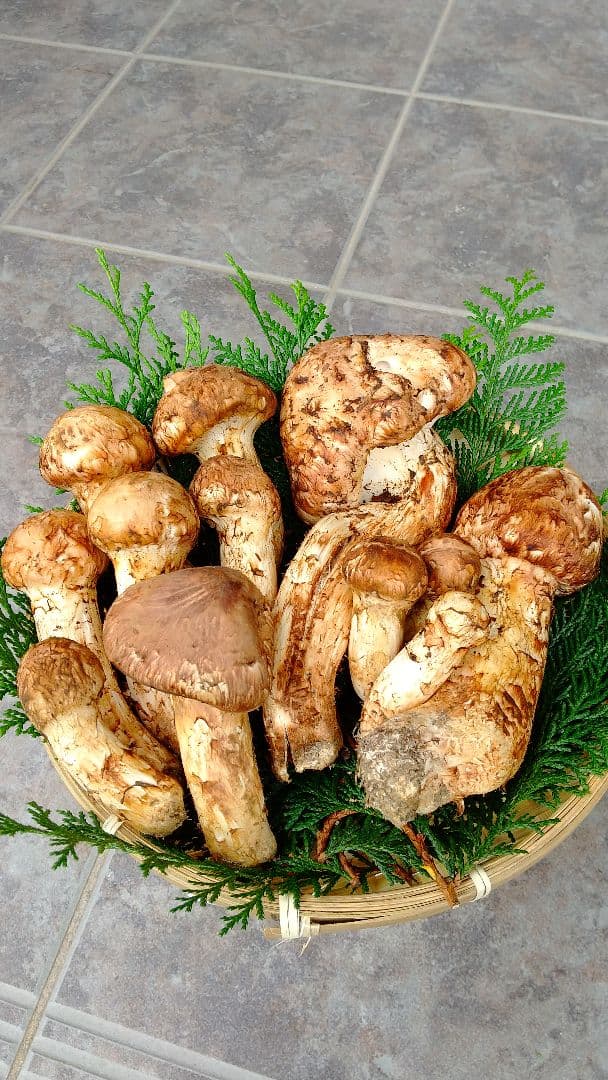 訳あり松茸 信州産 長野県 約450g