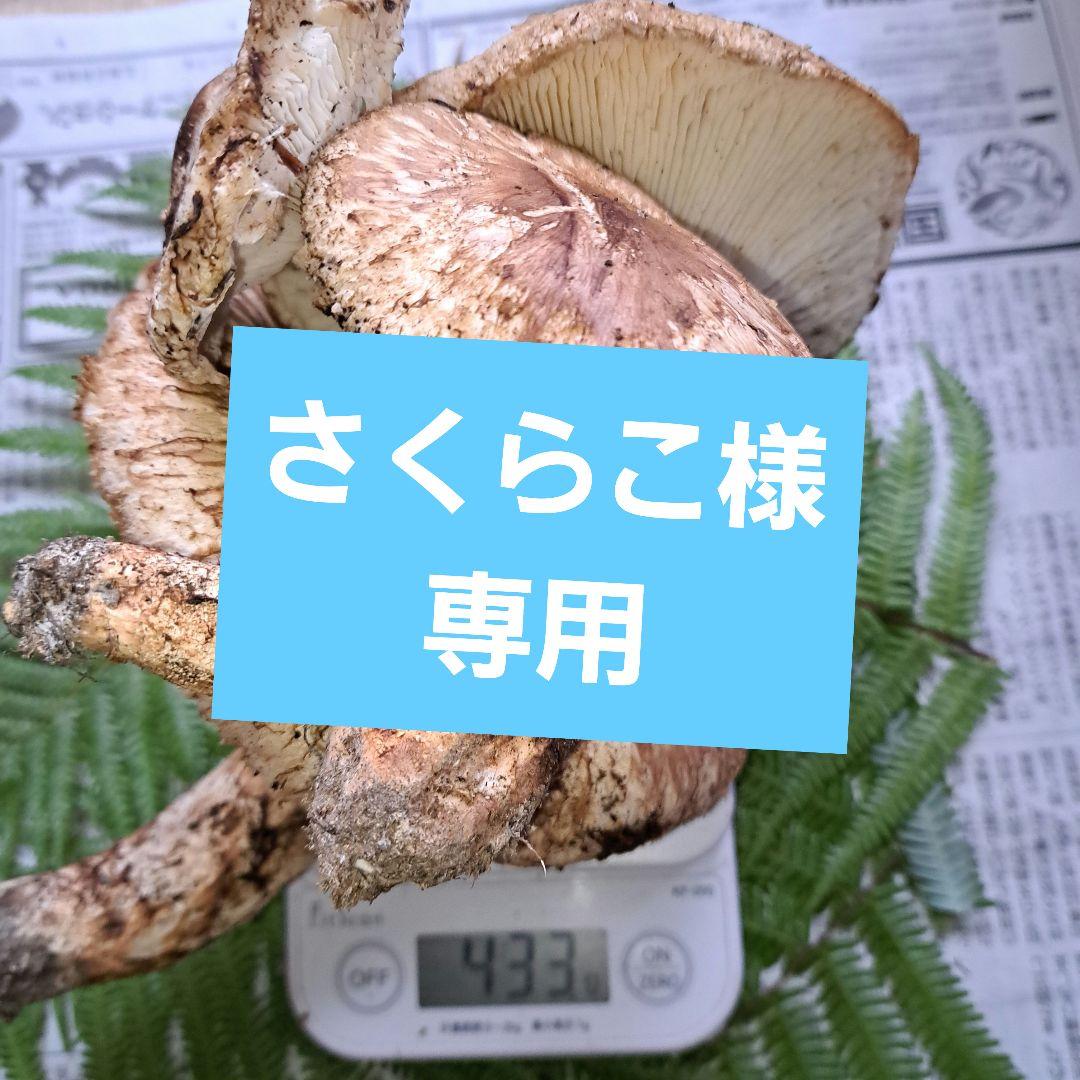 さくら子　　広島県産松茸 433g
