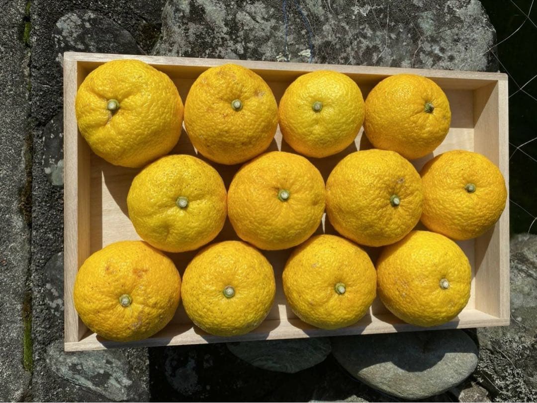 完全無農薬　柚子　ゆず　箱込み10kgちょっと入ります！
