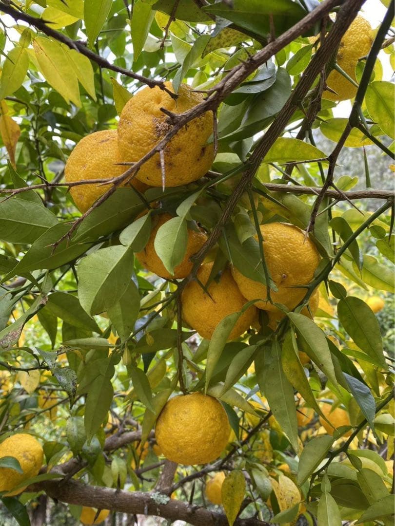 完全無農薬　柚子　ゆず　箱込み10kgちょっと入ります！