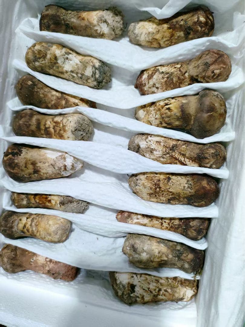 期間限定大特価！！中国雲南省産　新鮮松茸　 つぼみS 約1kg