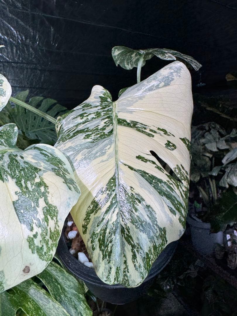 真・ホワイトスノー（白雪）モンステラ タイコンステレーション