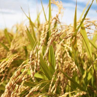 幻のお米 令和7年度『いのちの壱』　岐阜県産　新米 　白米 １０kg　送料無料