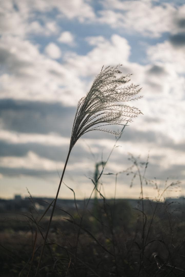 mauLR様　Leica Elmar 65mm F3.5 Visoflex