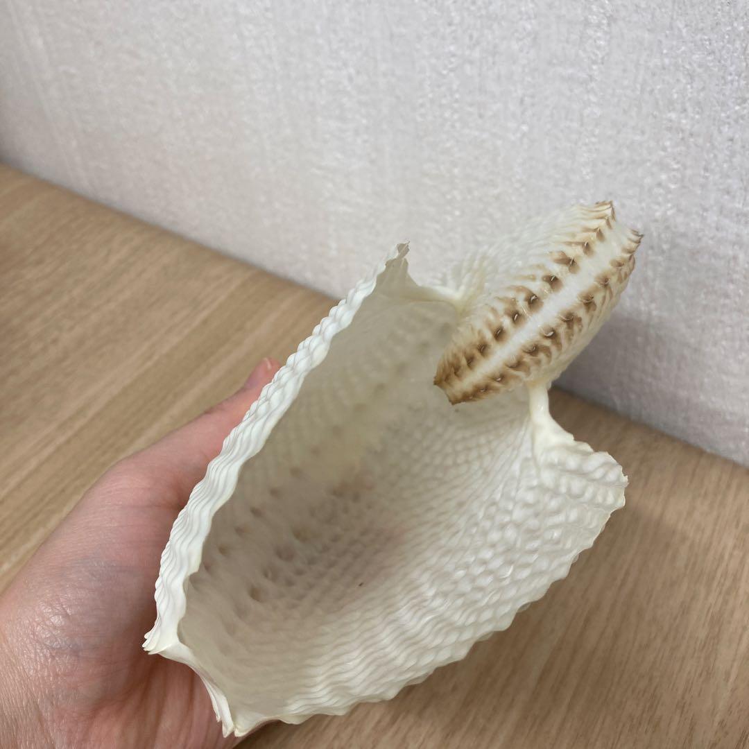 レア品　チリメンアオイガイ　貝殻　置物