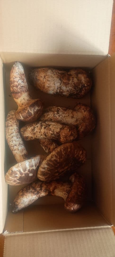 松茸 約700㌘　岐阜県産