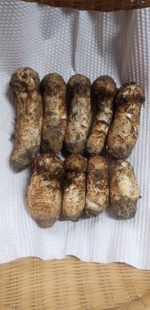 2 国産　松茸　長野県　送料込み　155㌘