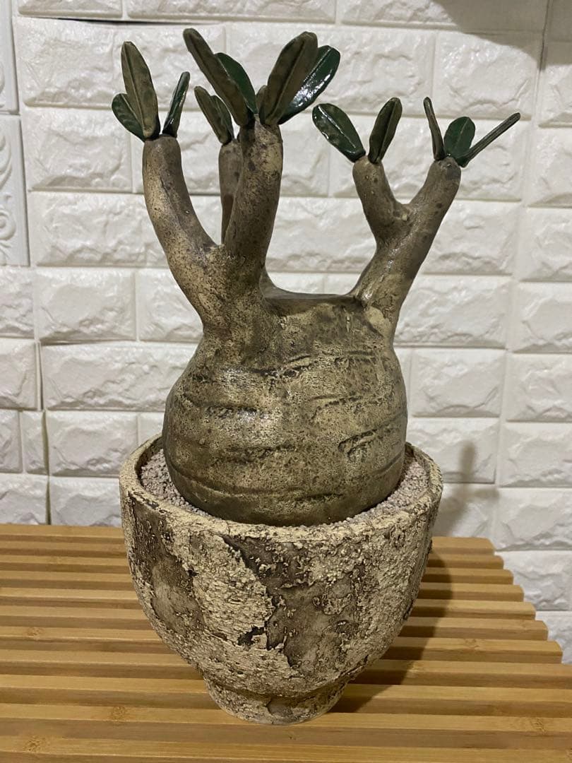 STUDIO ZOK 陶植 グラキリス　大