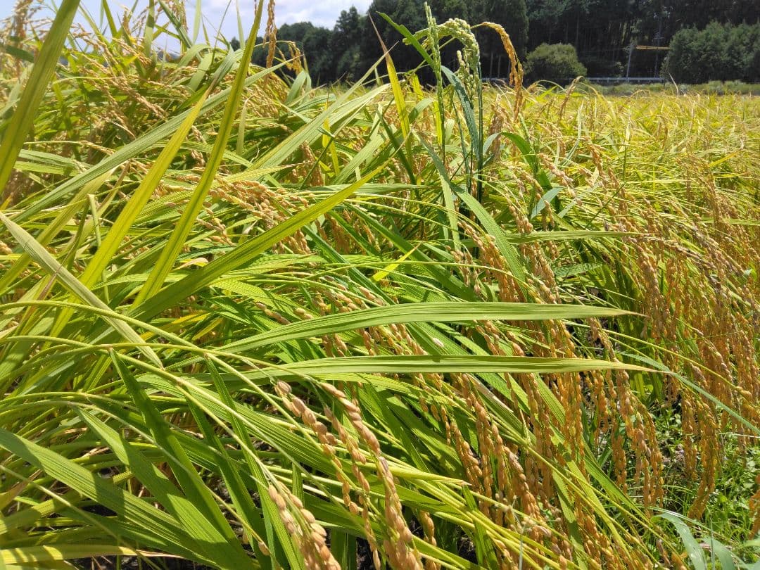 令和7年産 三重県産コシヒカリ 玄米30キロ