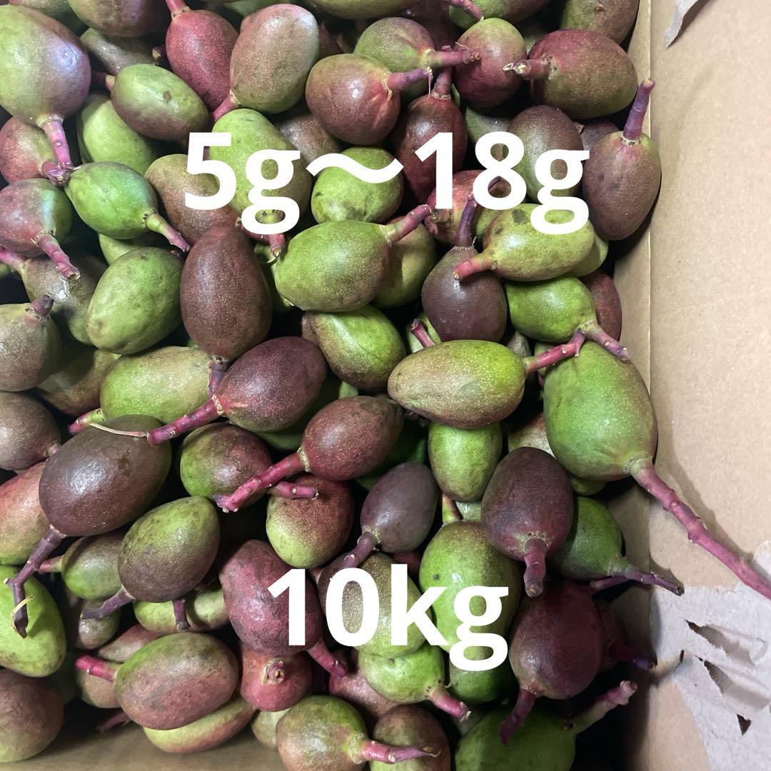 摘果マンゴー　5〜18g 10kg