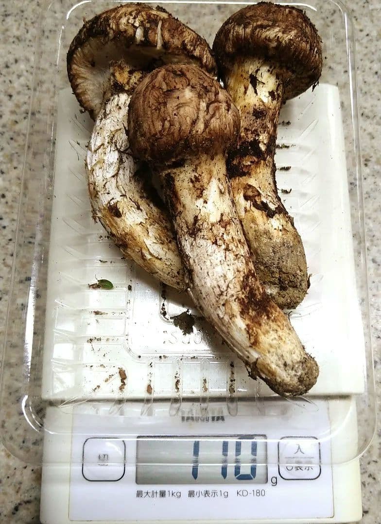 ㉑南信州産松茸約110g