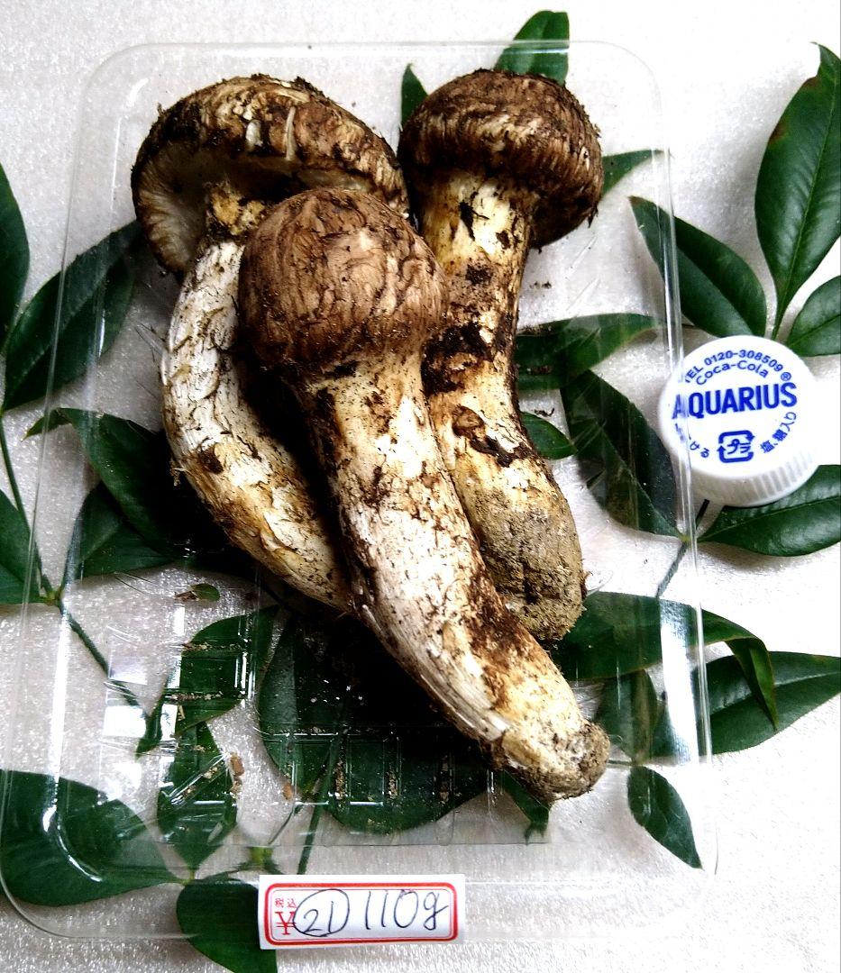 ㉑南信州産松茸約110g