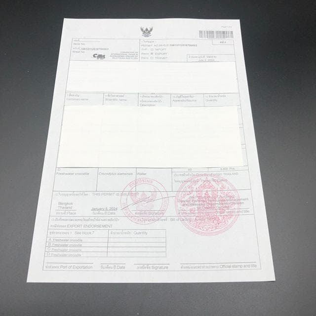 フォロー割適用　本物クロコ　シャム　クロコダイル　長財布　BK　マグネット式