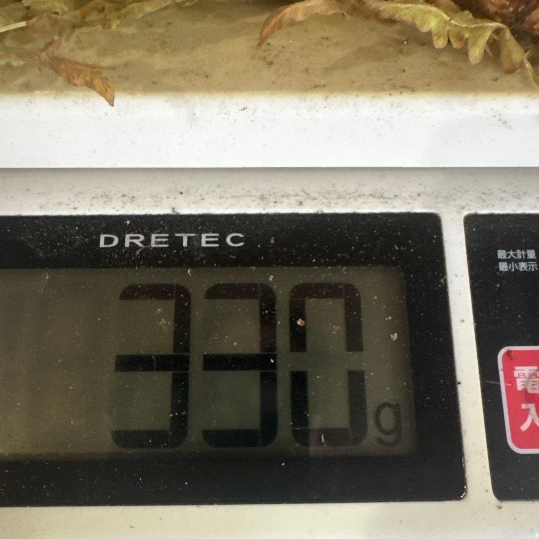 岩手県産松茸 傷 まがり