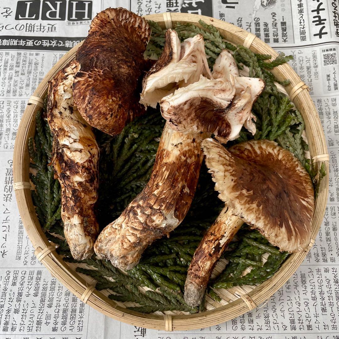 天然きのこ 松茸 国産 マツタケ まつたけ 山形県産 森の凛さん採取 その205