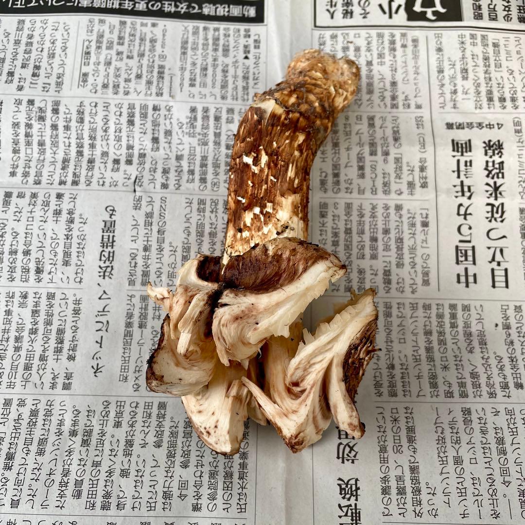 天然きのこ 松茸 国産 マツタケ まつたけ 山形県産 森の凛さん採取 その205