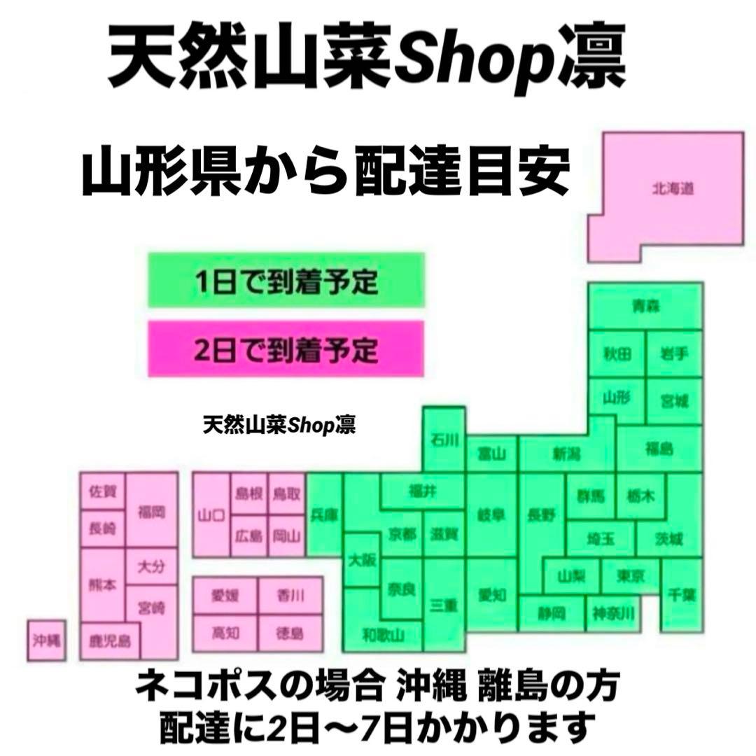 天然きのこ 松茸 国産 マツタケ まつたけ 山形県産 森の凛さん採取 その205