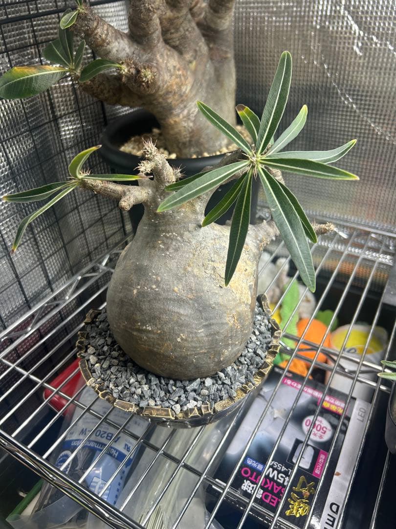 パキポディウムグラキリス　現地球　4〜6(2/2撮影)