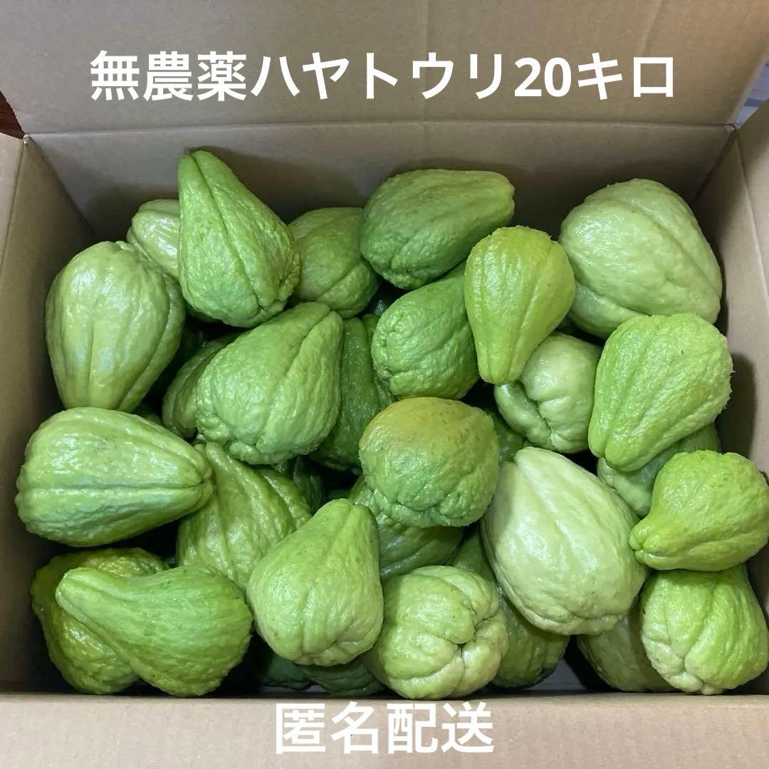 ハヤトウリ 無農薬 採れたて 20キロ