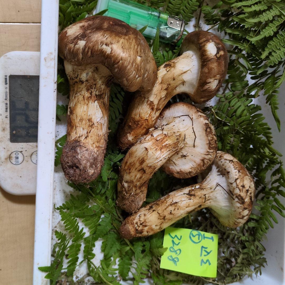 20日最終 和歌山松茸 新鮮朝市　込み込み　328㌘