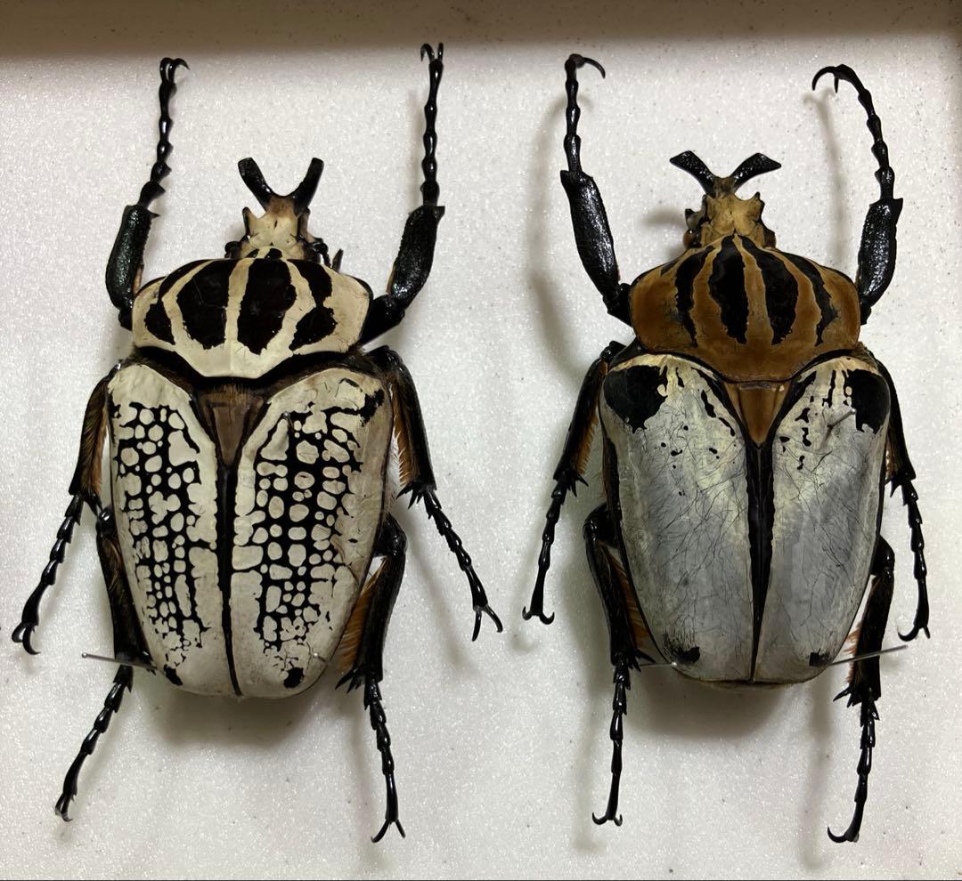 ゴライアスオオツノハナムグリ標本