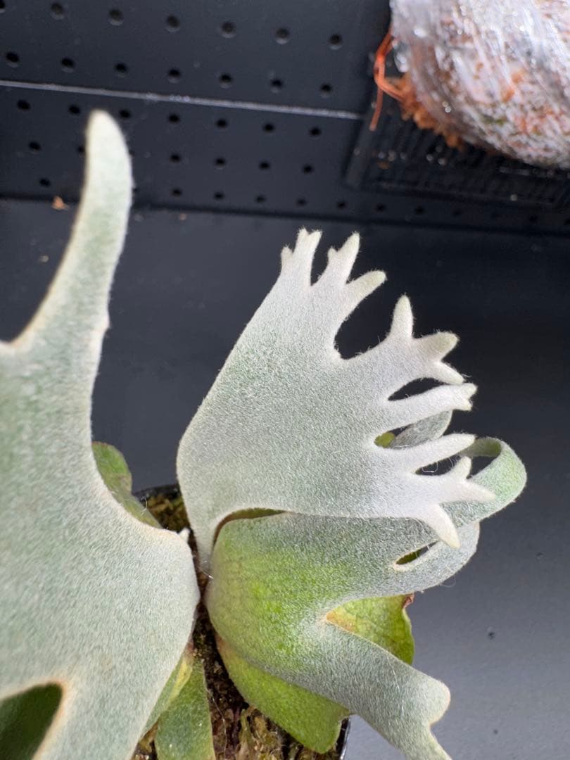 【平凡之鹿】ビカクシダ YMDS Totoro HHRナーセリータグ付け#071