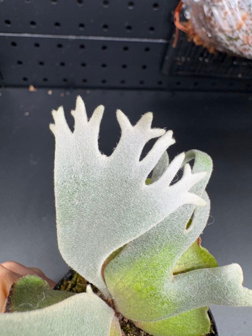 【平凡之鹿】ビカクシダ YMDS Totoro HHRナーセリータグ付け#071