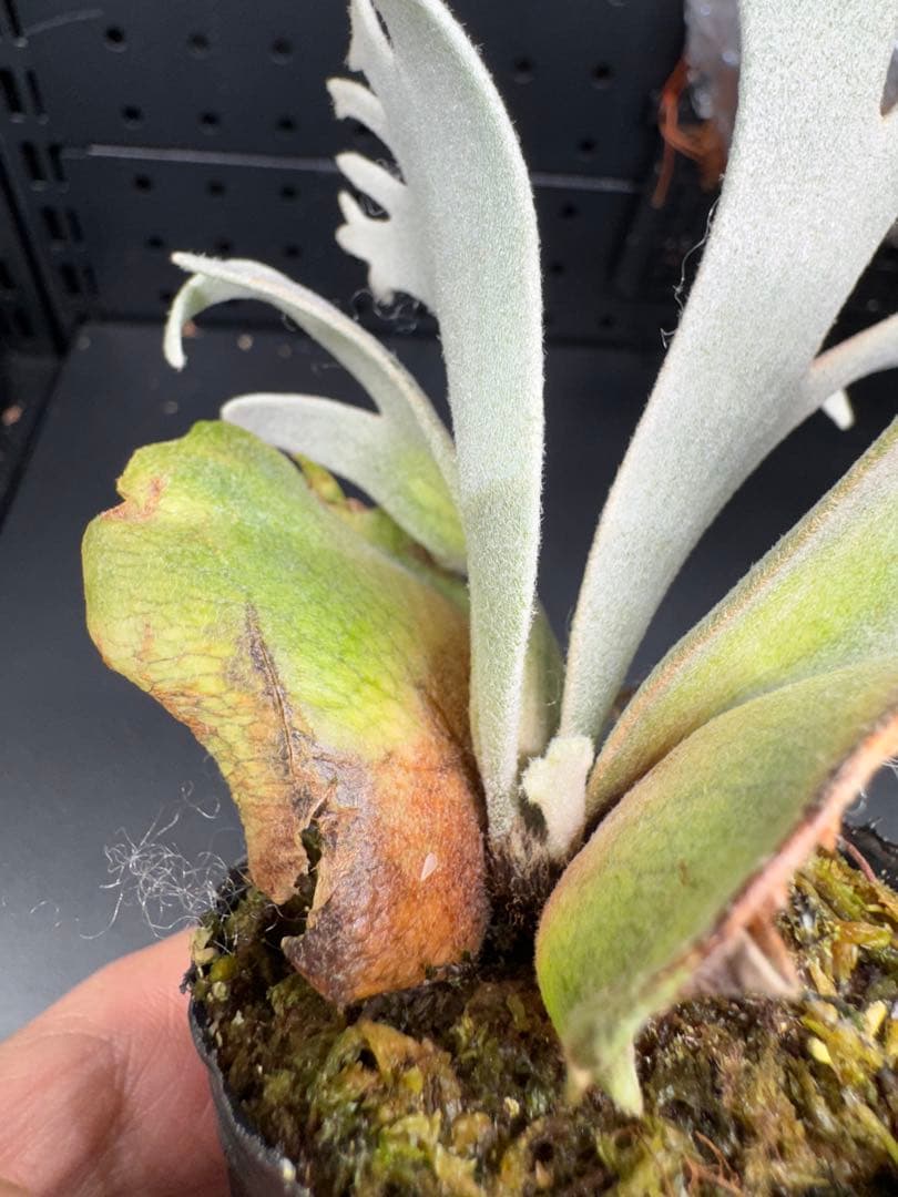 【平凡之鹿】ビカクシダ YMDS Totoro HHRナーセリータグ付け#071