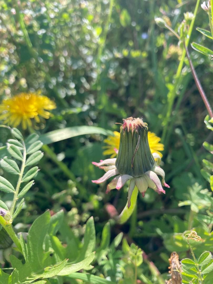 ココ　日本蜜蜂　生ハチミツ　蜂蜜