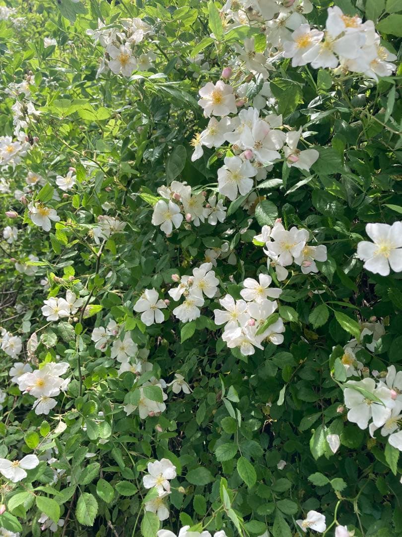 ココ　日本蜜蜂　生ハチミツ　蜂蜜