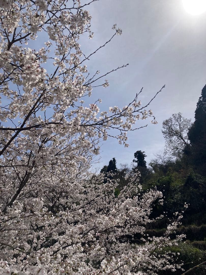 ココ　日本蜜蜂　生ハチミツ　蜂蜜