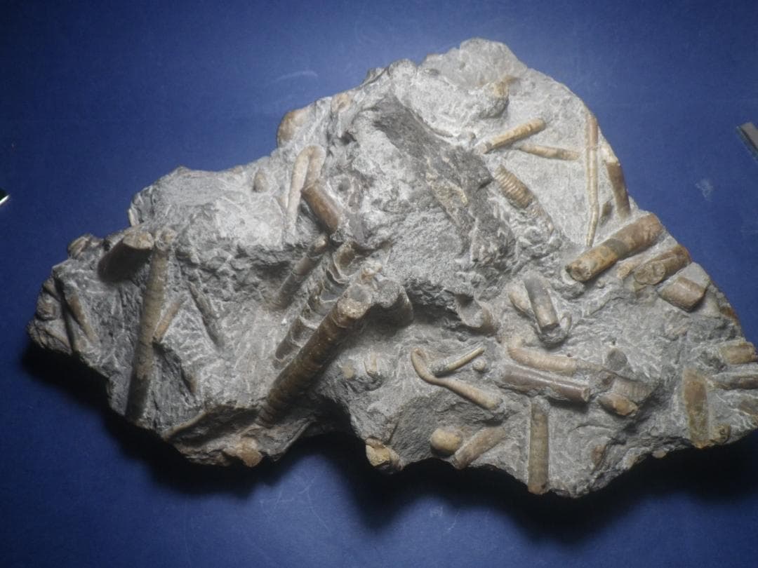 国産化石 北海道小平 ２５１０１２－7