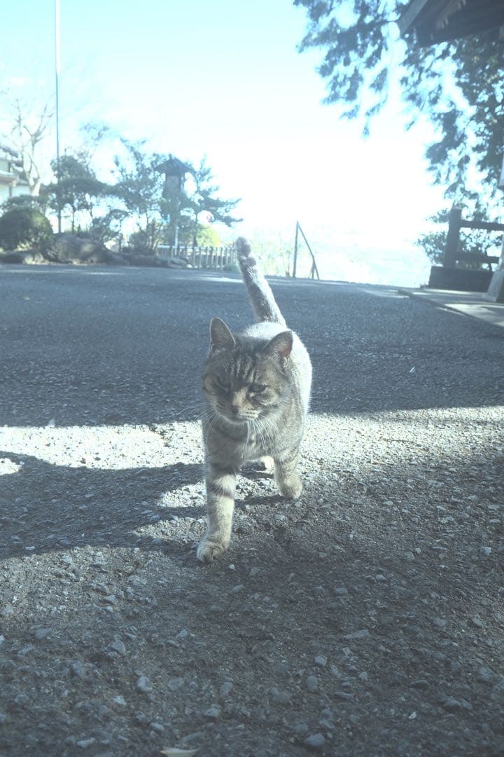 OLYMPUS 17mm F2.8 単焦点レンズ　マイクロフォーサーズ