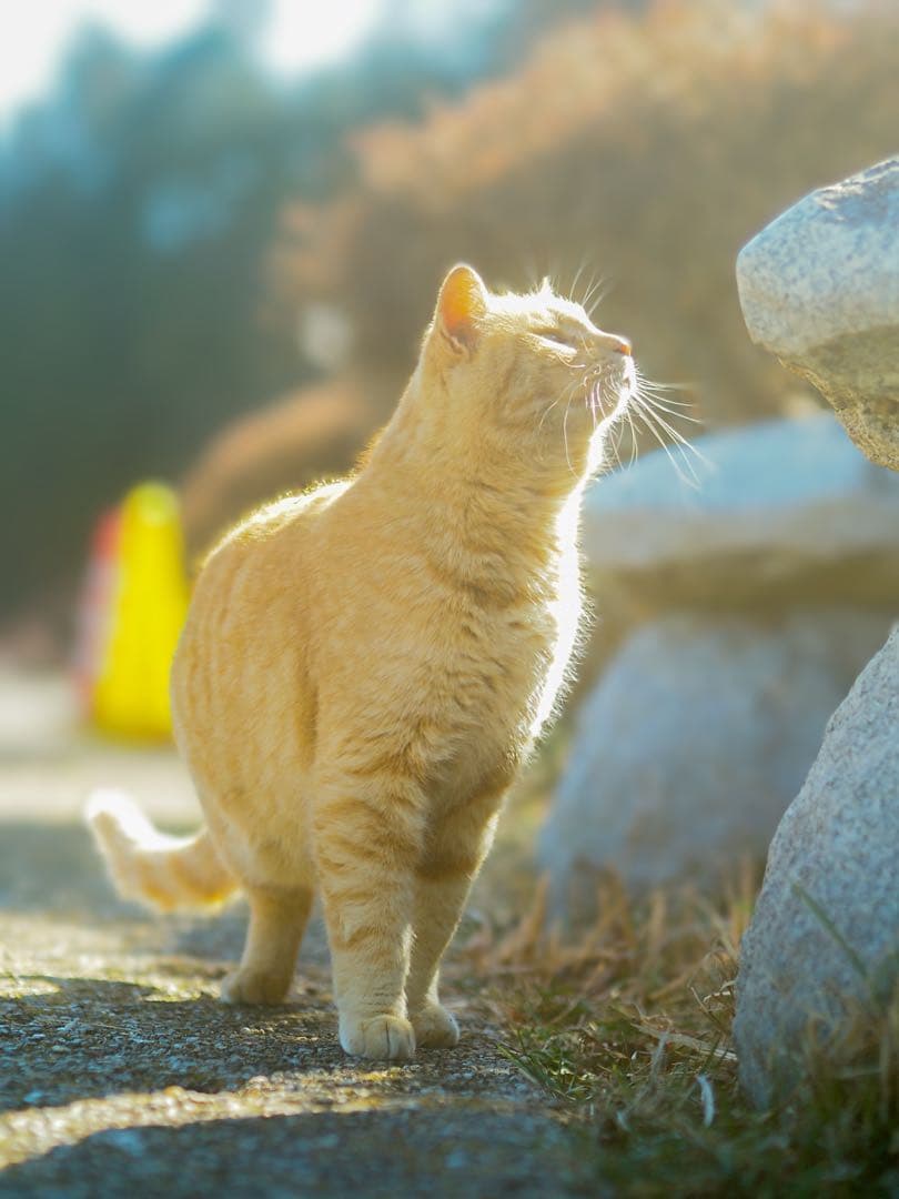 OLYMPUS 17mm F2.8 単焦点レンズ　マイクロフォーサーズ
