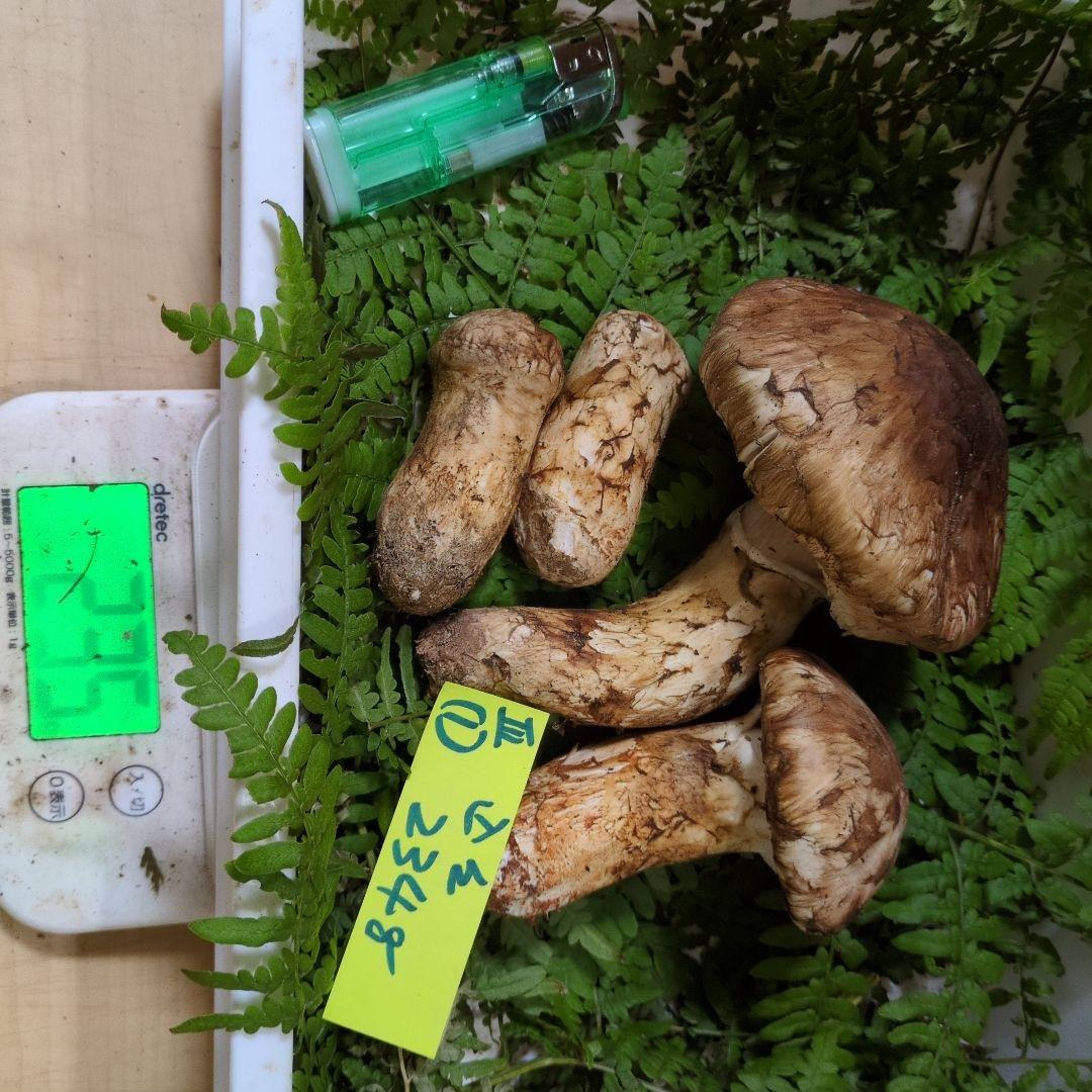 和歌山松茸 新鮮朝市　込み込み　234㌘
