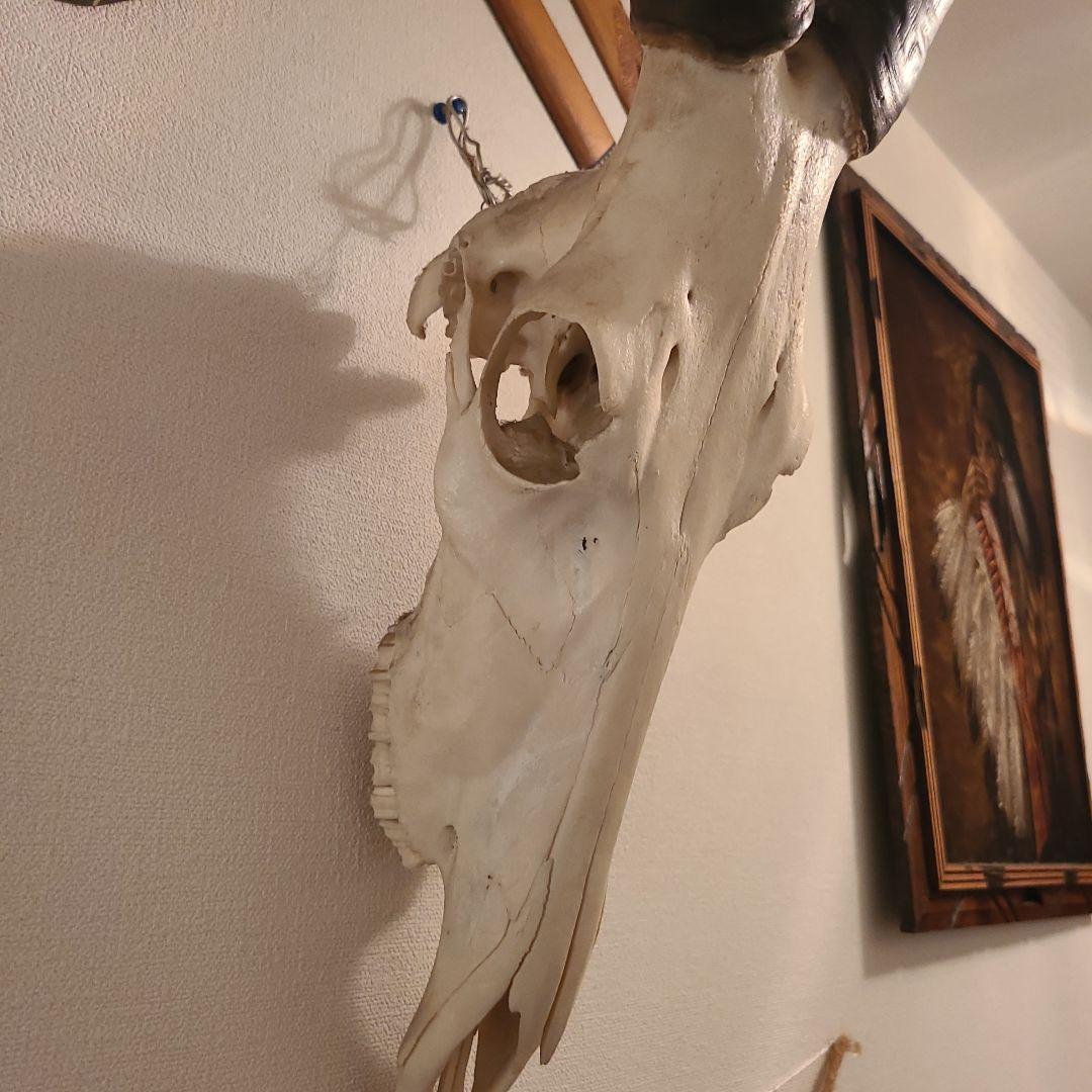 最終値下げ　バッファロースカル　牛頭蓋骨　壁掛け　オブジェ