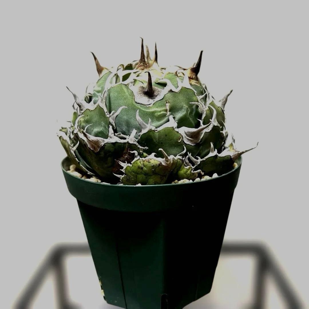 アガベ 鉢植発送 精品 白鯨 ボール型 極上血統 超良型 大株 コンテスト候補株