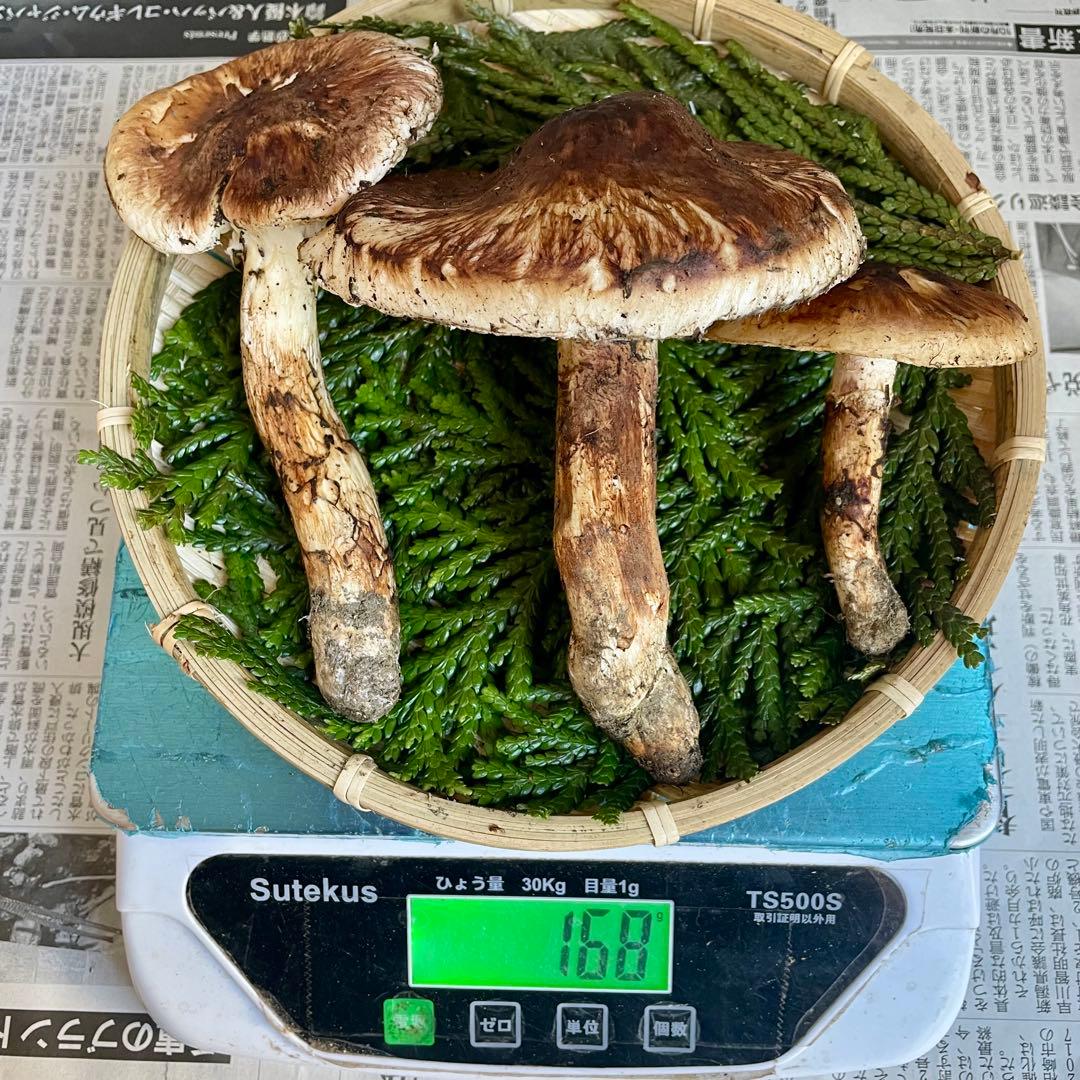 天然きのこ 松茸 国産 良品‼️ マツタケ まつたけ 森の凛さん採取 その160