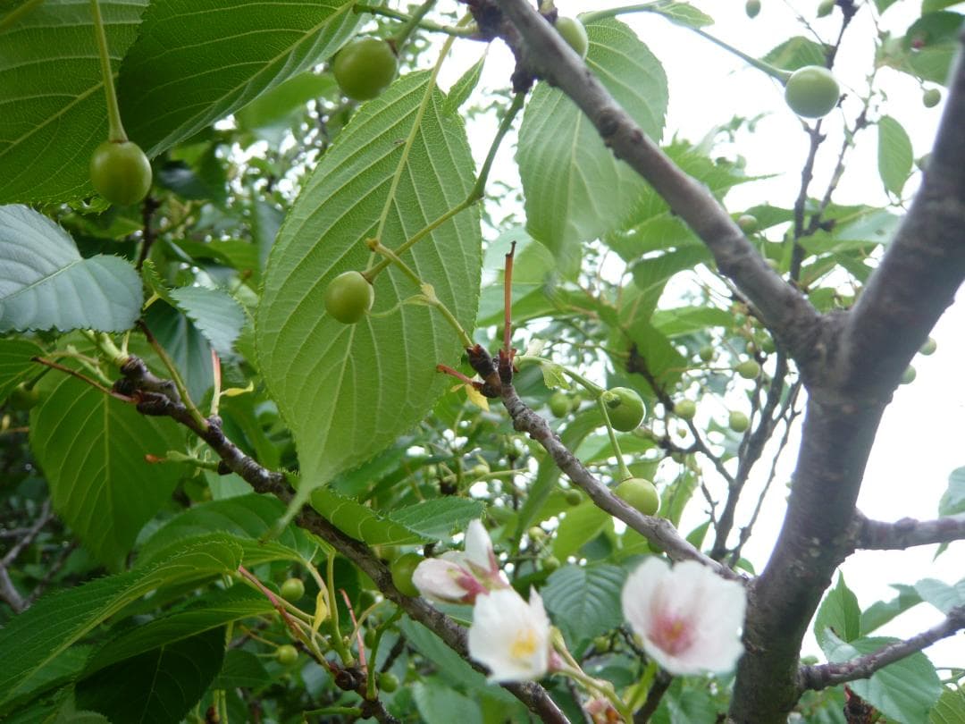 【動作確認済】LUMIX DMC-FX55 (Panasonic )