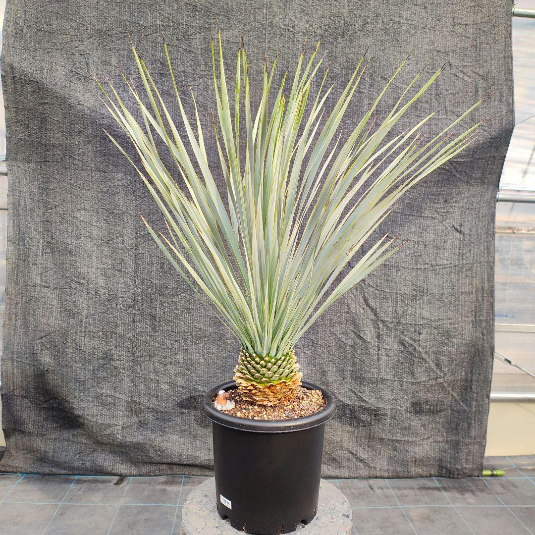 h*o様 ユッカ ロストラータ Hybrid No.2