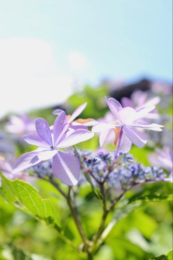 FUJIFILM デジタルカメラX100S ブラックリミテッドエディション