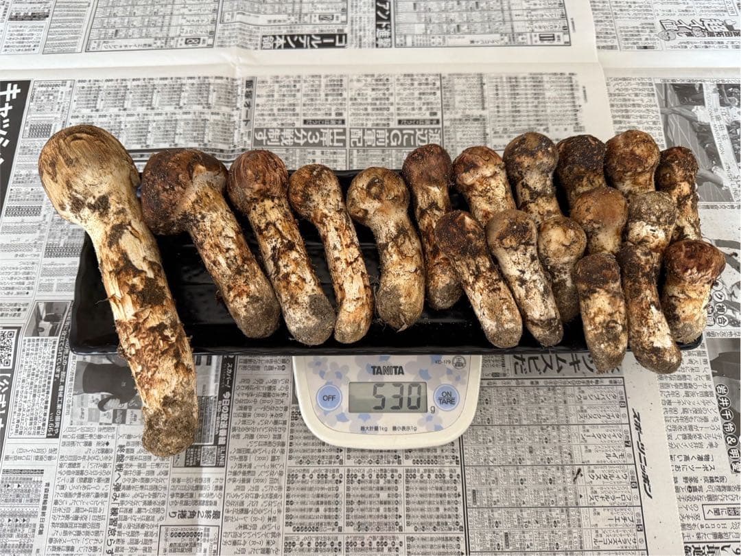 松茸　北海道　500g 送料込み