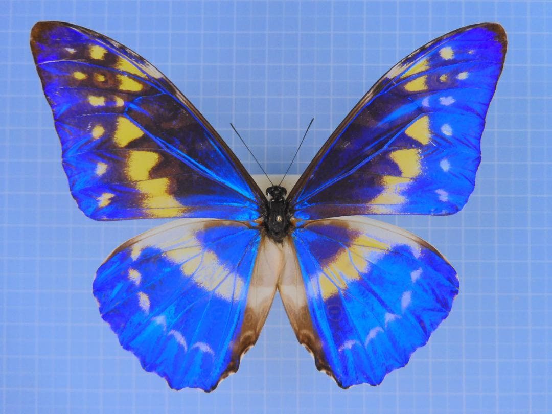 キプリスモルフォ1　　107mm