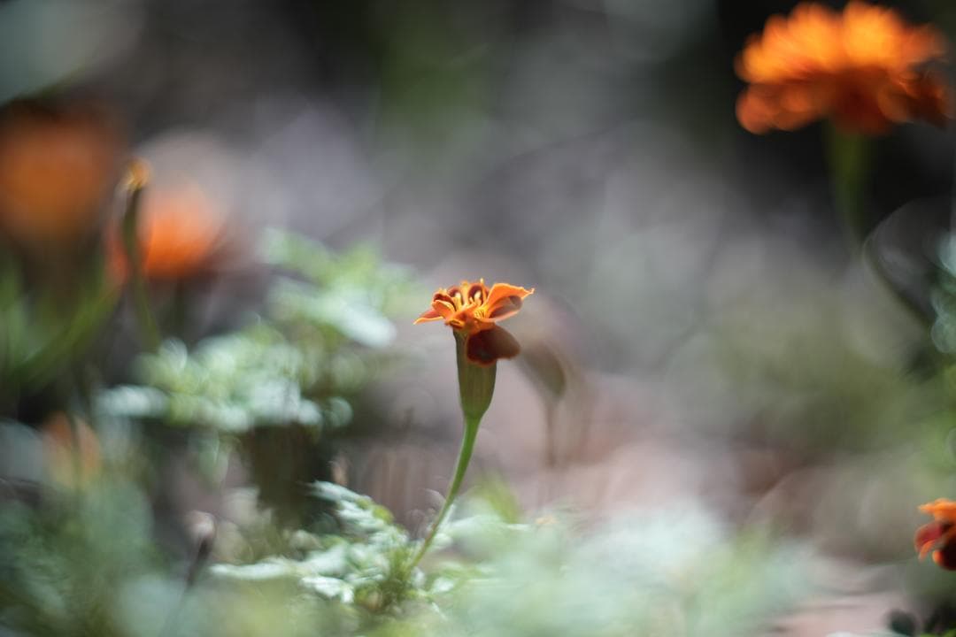 KMZ PO-2-2M 75mm f2 ライカM改 シネレンズ スピードパンクロ