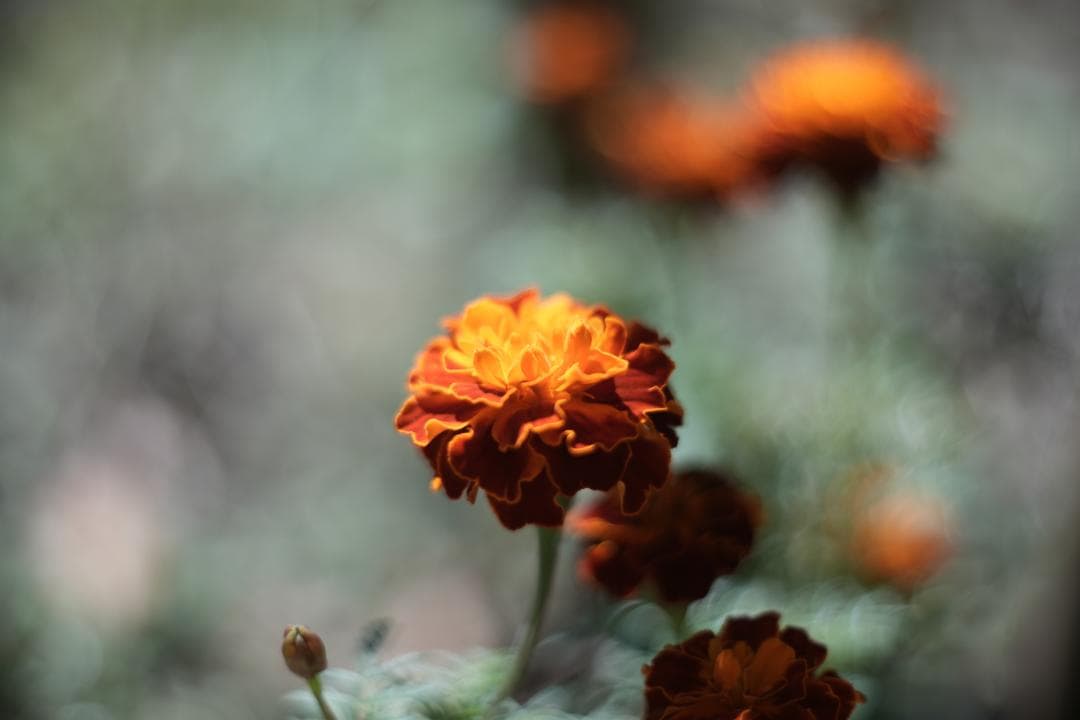 KMZ PO-2-2M 75mm f2 ライカM改 シネレンズ スピードパンクロ