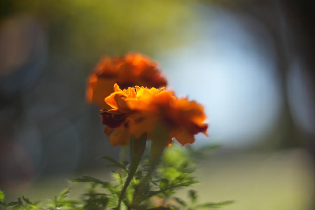 KMZ PO-2-2M 75mm f2 ライカM改 シネレンズ スピードパンクロ