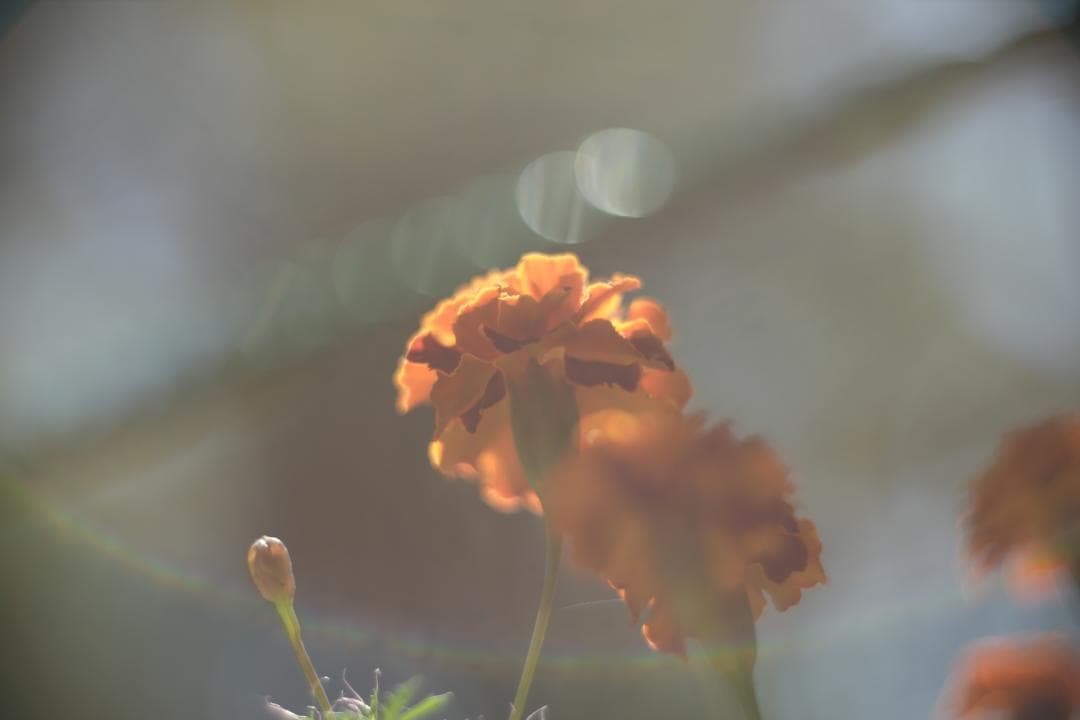 KMZ PO-2-2M 75mm f2 ライカM改 シネレンズ スピードパンクロ